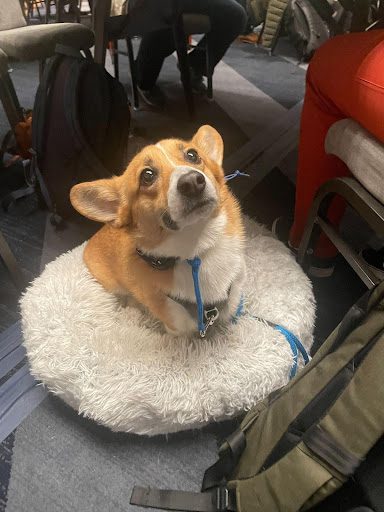 Corgi at a show